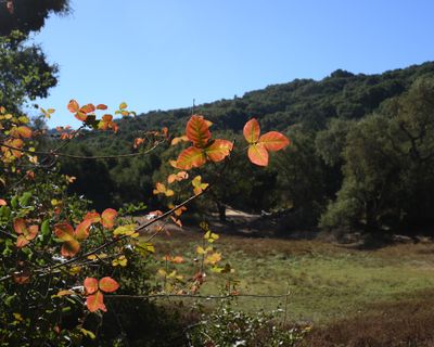 Poison Oak