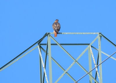 Red-tailed Hawk