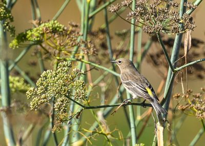 Yellow-rumped Warbler