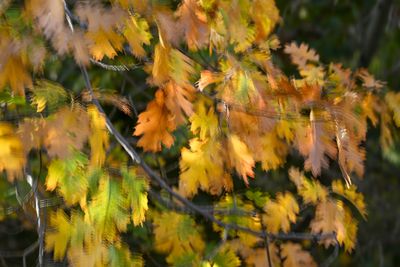 Windy Black Oak