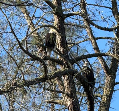 Bald Eagles
