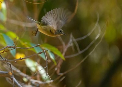Ruby-crowned kinglet