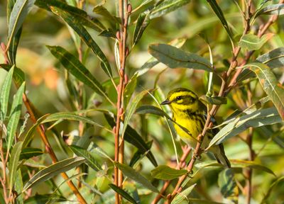 Townsend's warbler
