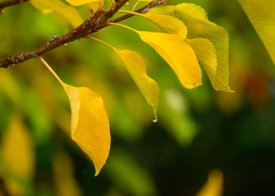 Raindrop
