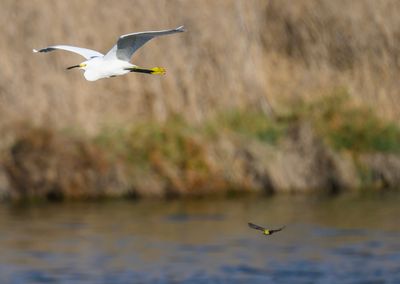 Cruising pair