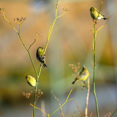 Goldfinches