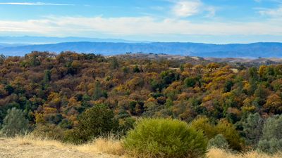 Colorful Black Oaks