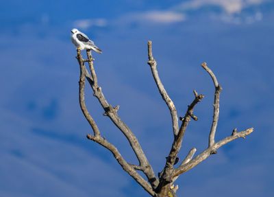White-tailed Kite