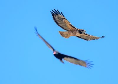 Dogfight