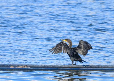 Sunning Cormorant