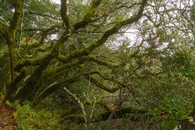 Mossy Tree