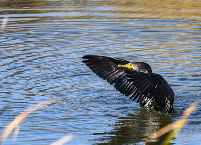 Splashing Cormorant