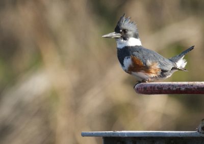 Belted Kingfisher