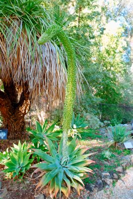 Swan's nake Agave