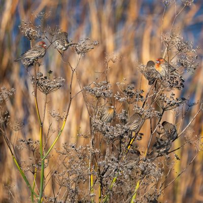 Finches