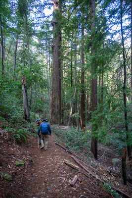 Hiking under the redwoods