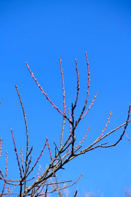 Buds and Blue Skies