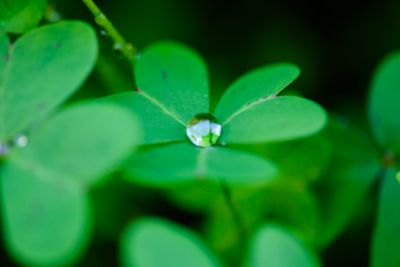 Caught a raindrop