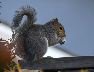 A Squirrel with a nut