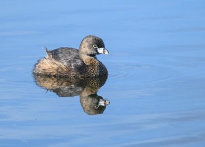 Pied-billed grebe