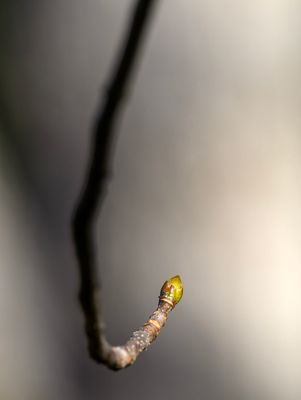 Bud