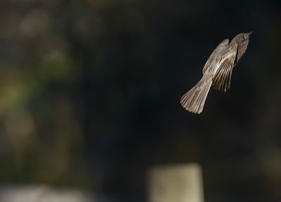 Zooming Black Phoebe