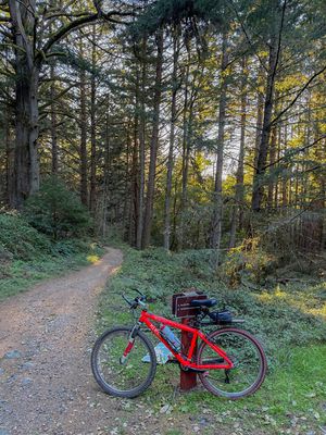 Under the Redwoods