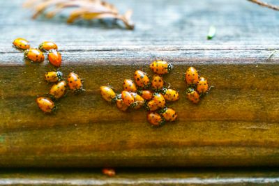 Ladybugs