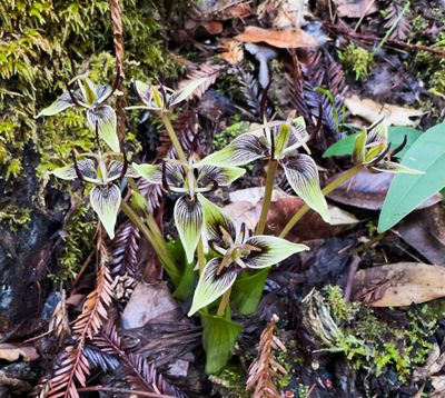 California fetid adderstongue flowers