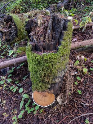 Giant Fungi