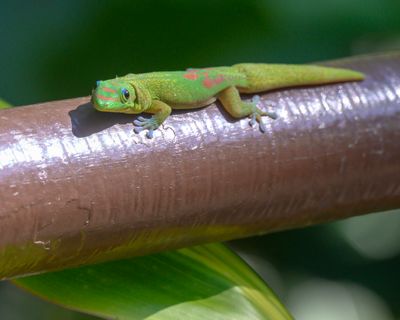 Gold dust day gecko