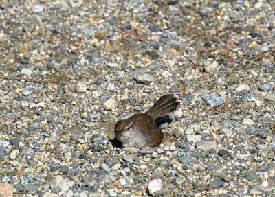 Dust bath
