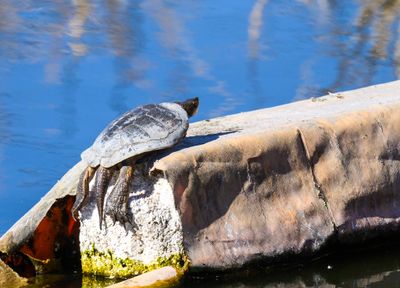 Sunbather