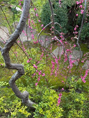 Hanging Plums flowers