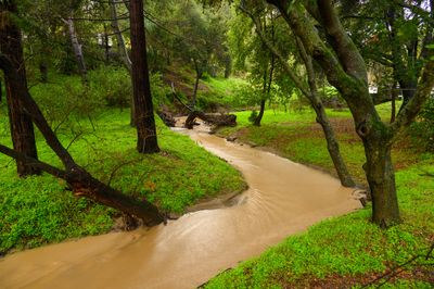 Milk Chocolate creek