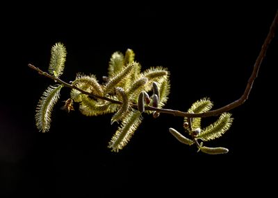 Willow tree flowers