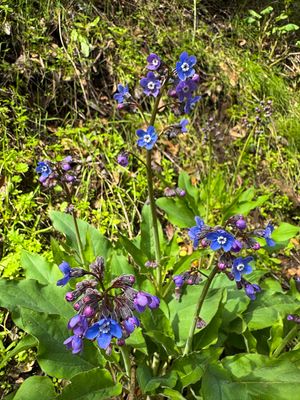 Hound's tongue