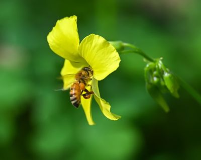 Pollinator