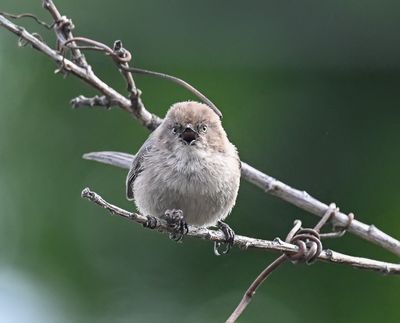 The Angry Bird