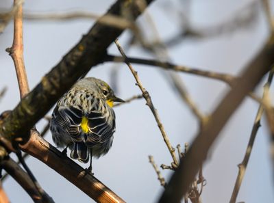 Yellow-rumped Warbler