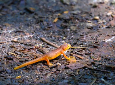 A California Newt
