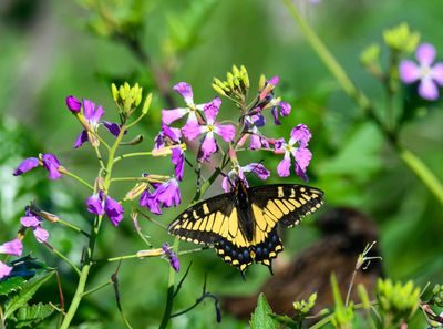 Swallowtail with wild radish