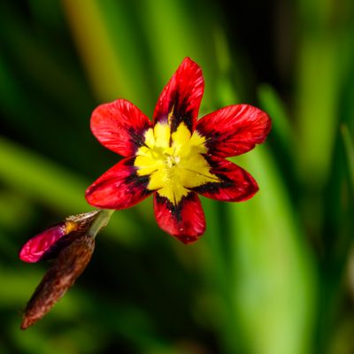 Spraxis tricolor
