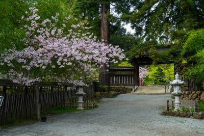 Cherry Blossoms