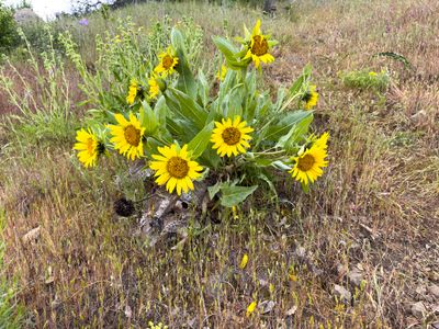 Mule Ears