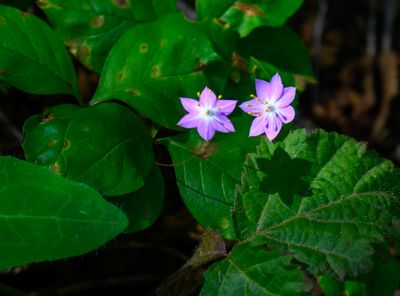 Star flower
