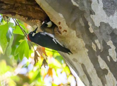 Acorn Woodpecker Nest
