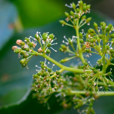Future Grapes