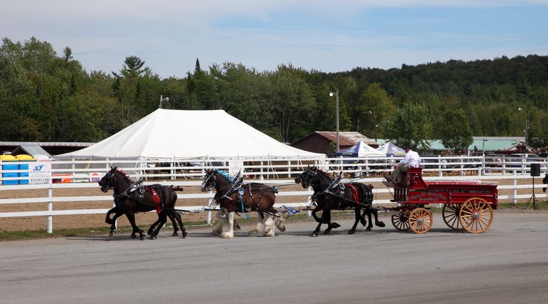 Attelage de 6 chevaux 5556