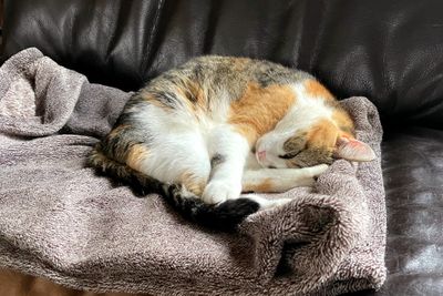Minette